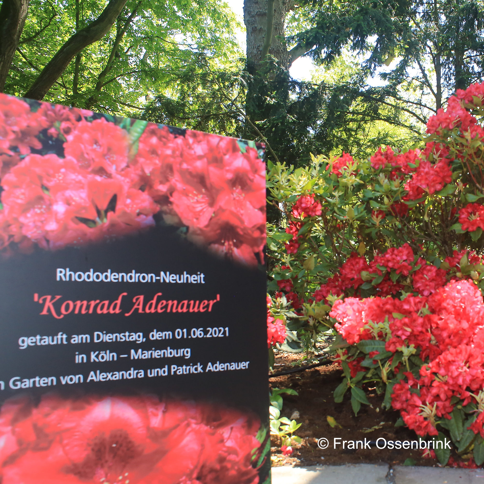 Rhododendrontaufe Konrad Adenauer